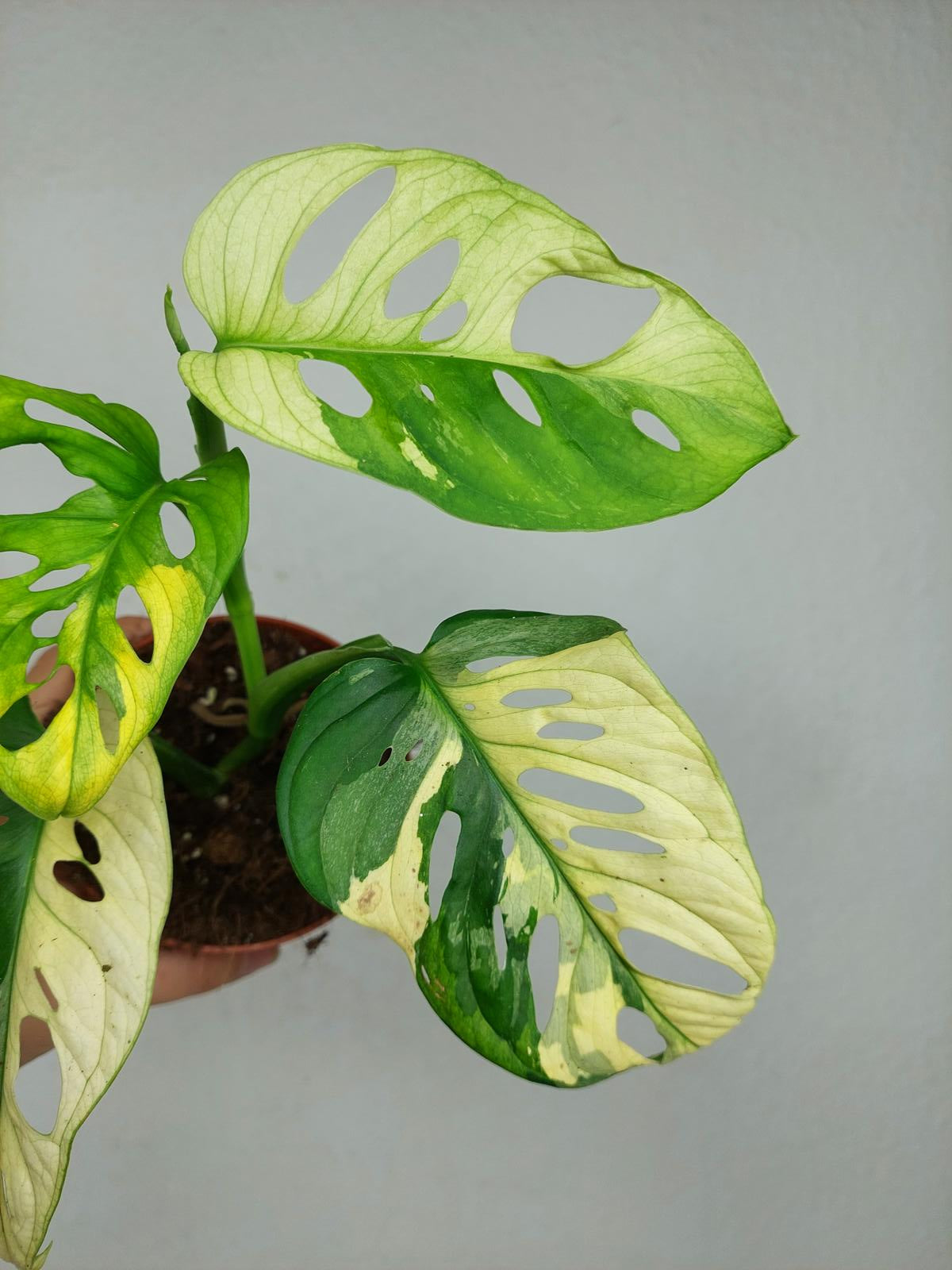 Monstera Adansonii Variegata