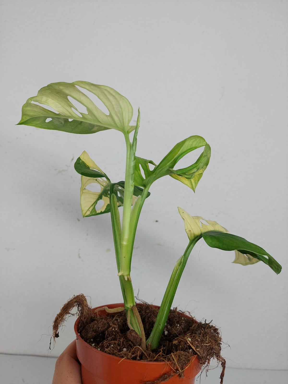 Monstera Adansonii Variegata