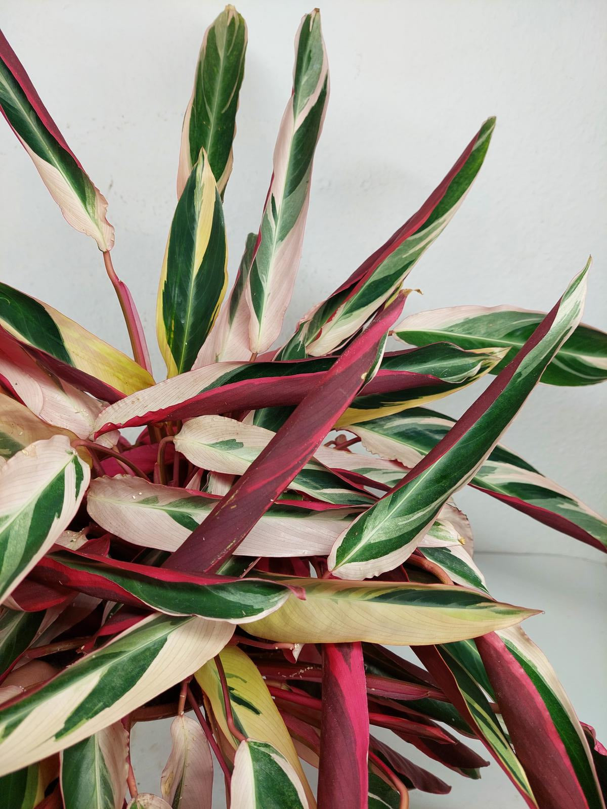 Sad Plants