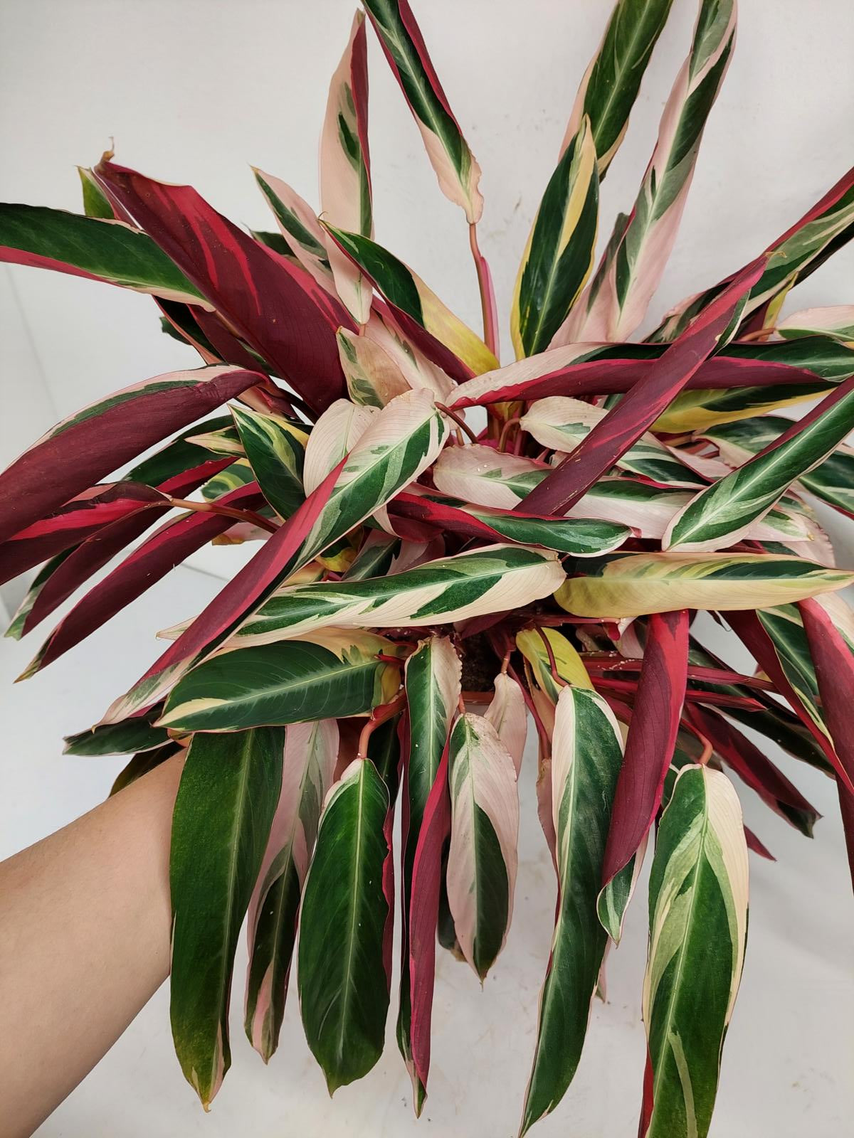 Sad Plants