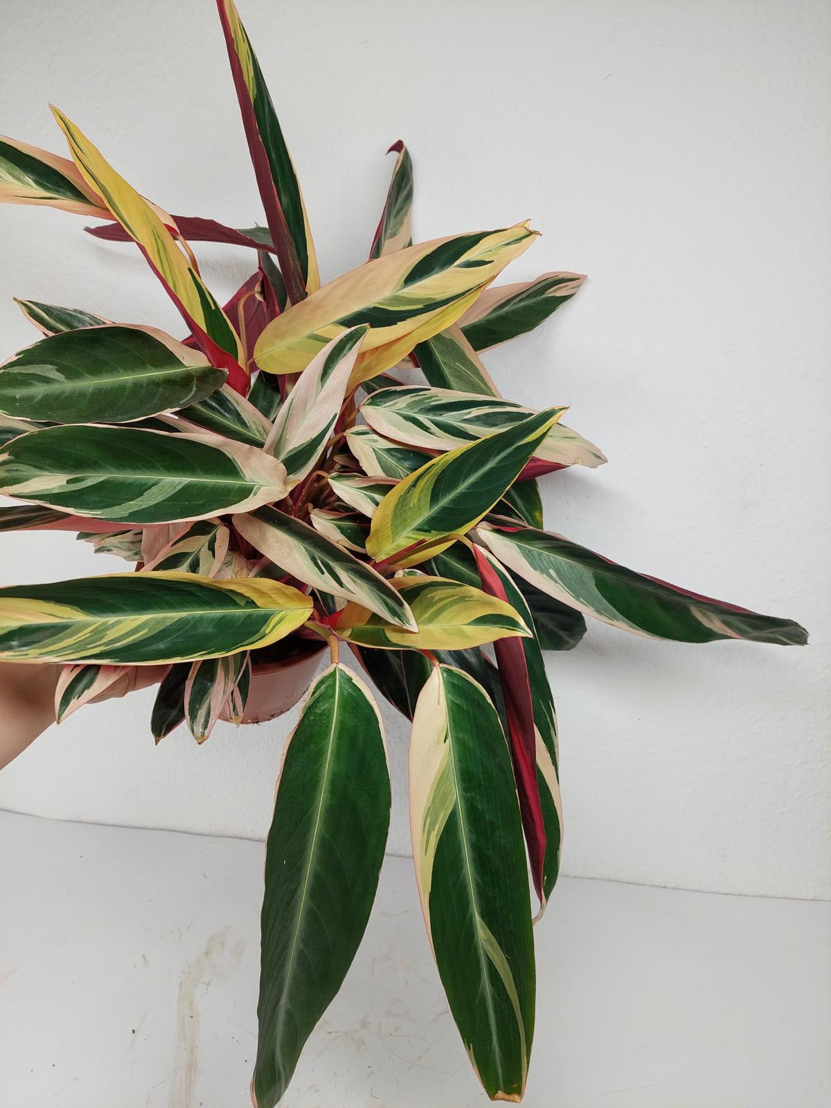 Sad Plants