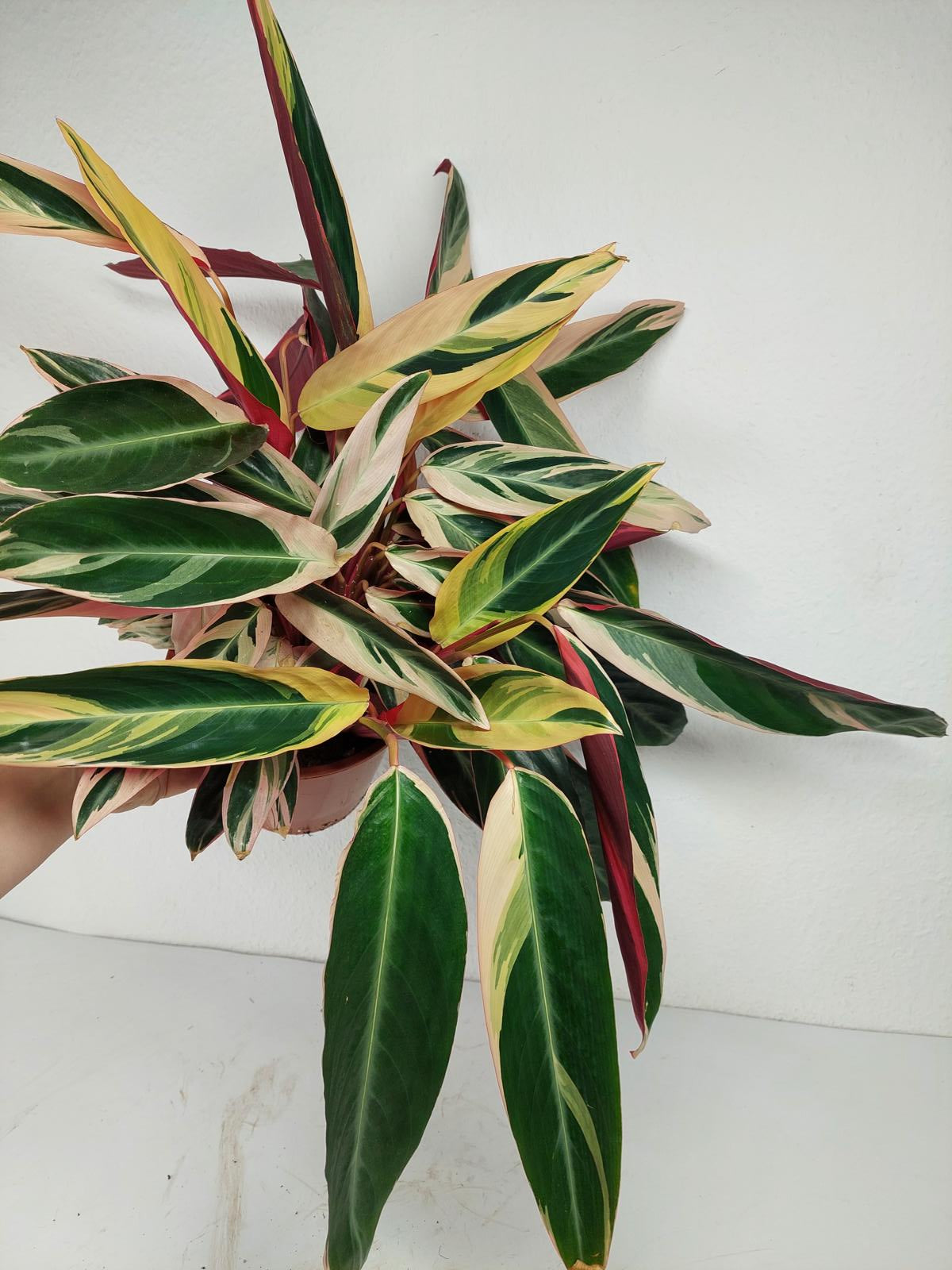 Sad Plants