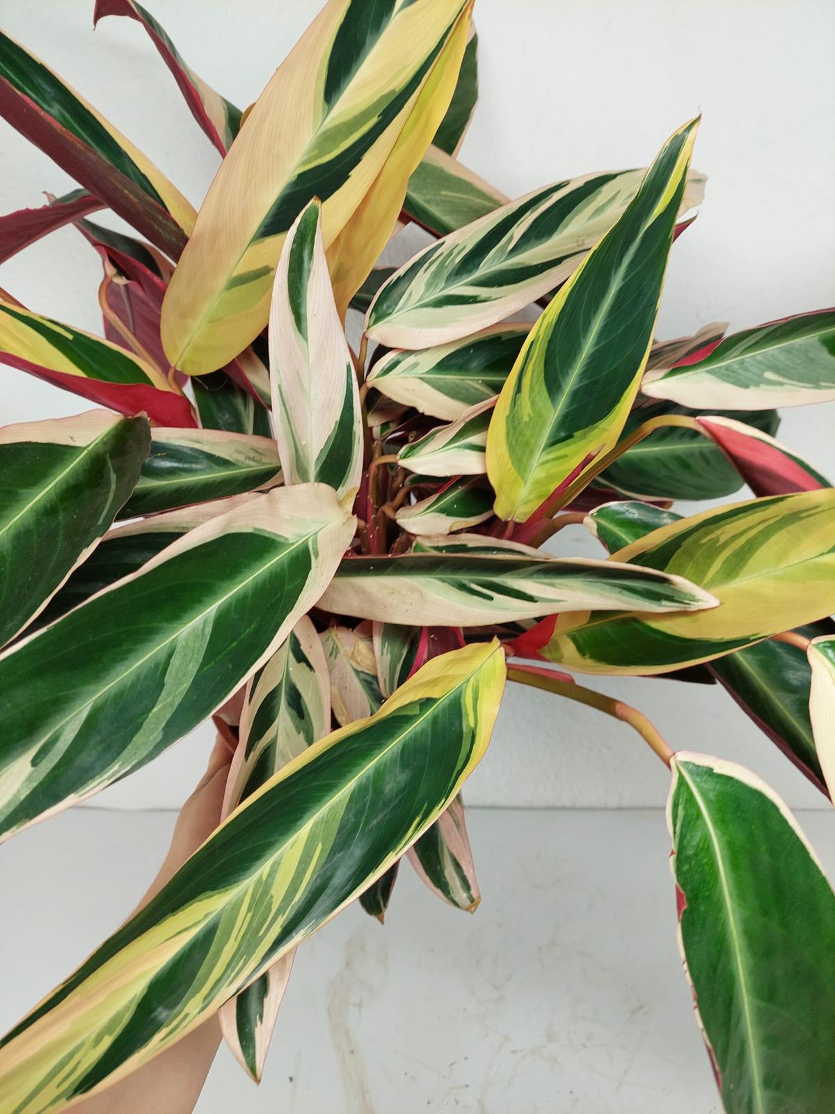 Sad Plants