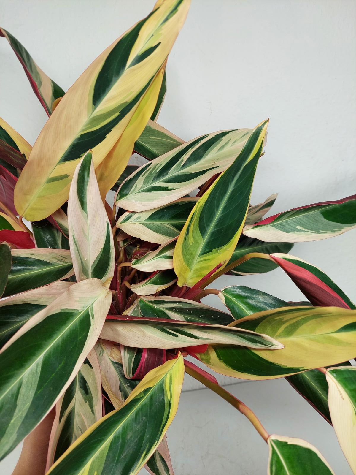 Sad Plants
