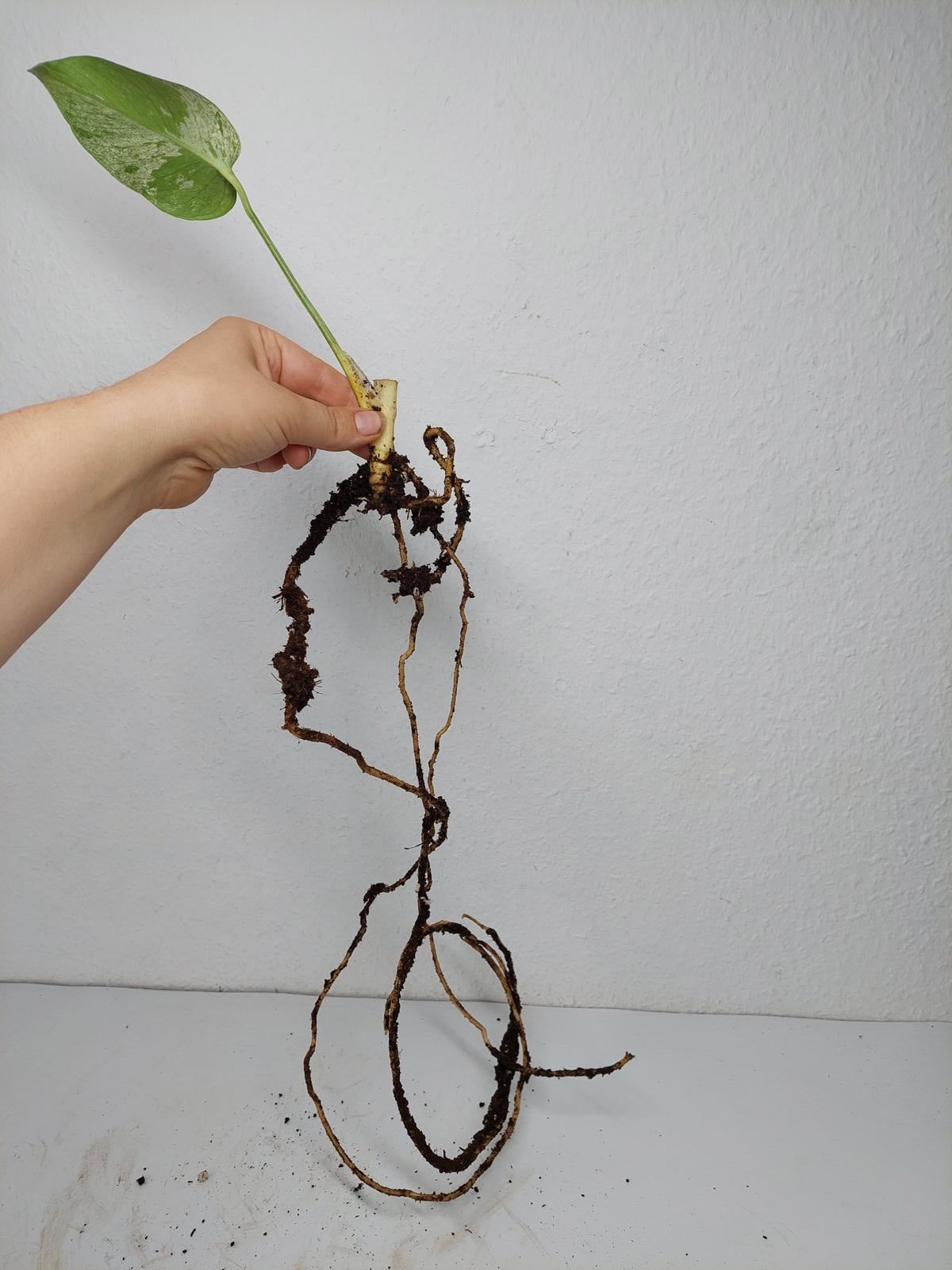 Monstera Jungle Mint Stecklinge
