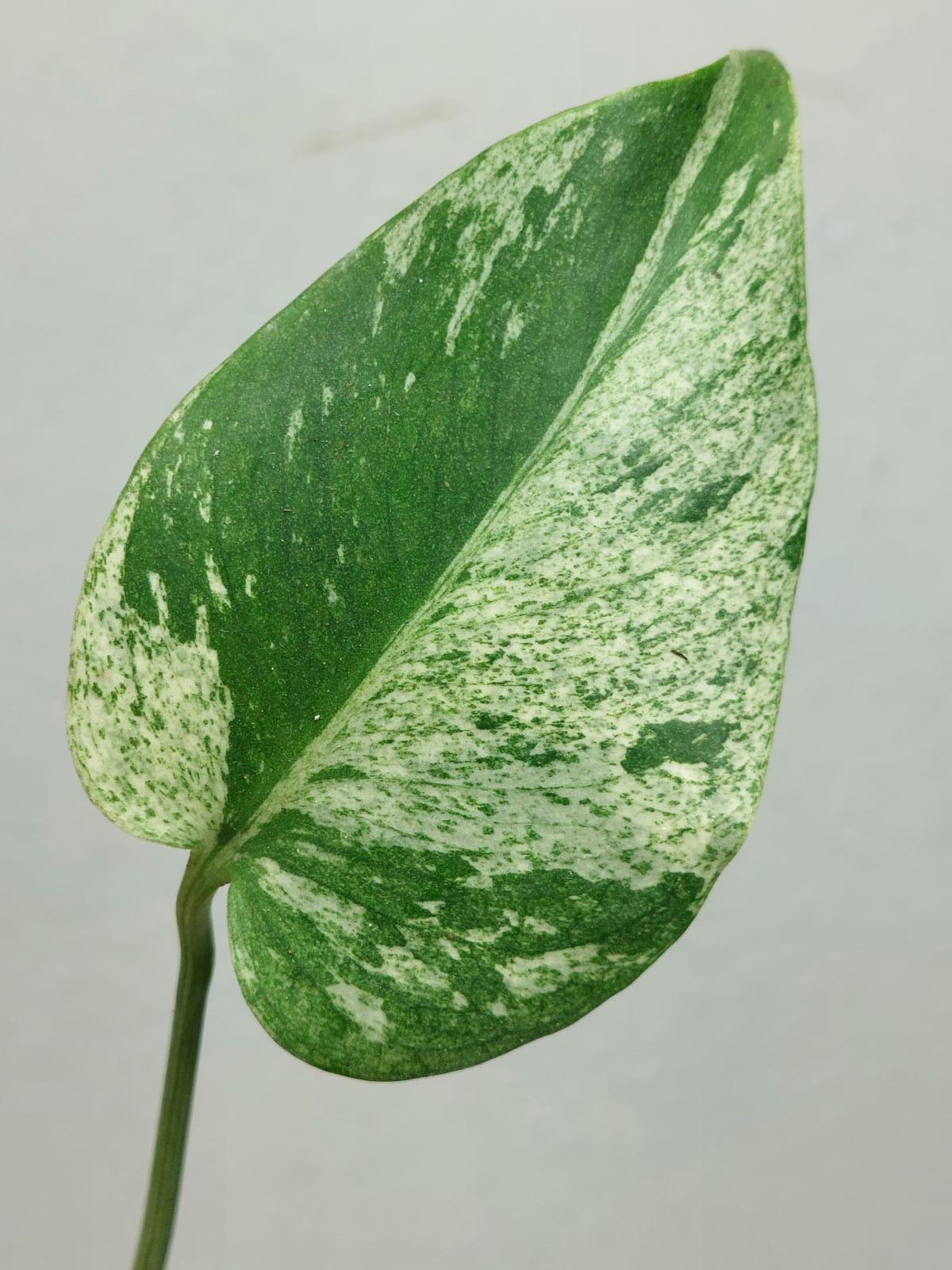 Monstera Jungle Mint Stecklinge
