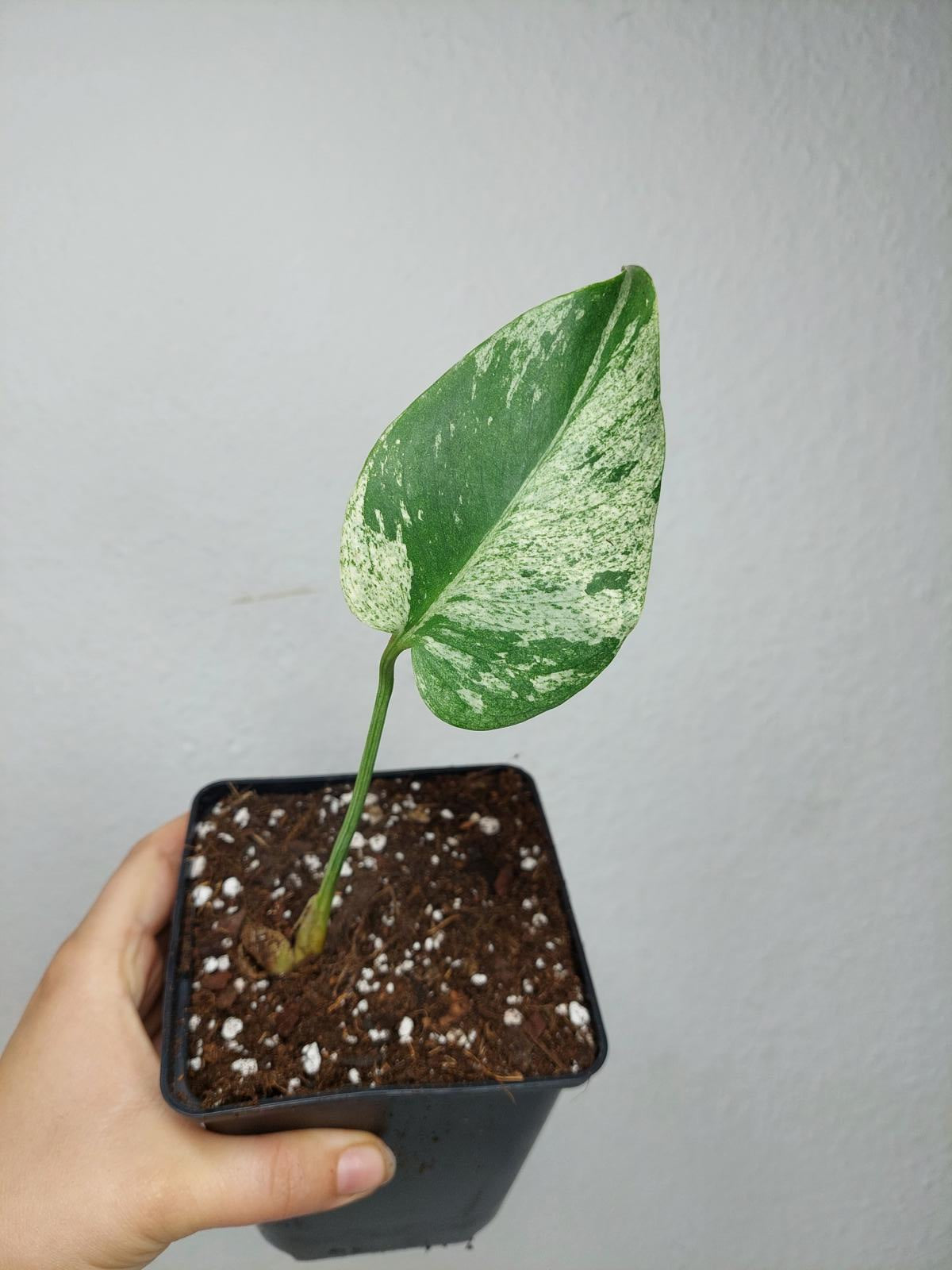 Monstera Jungle Mint Stecklinge