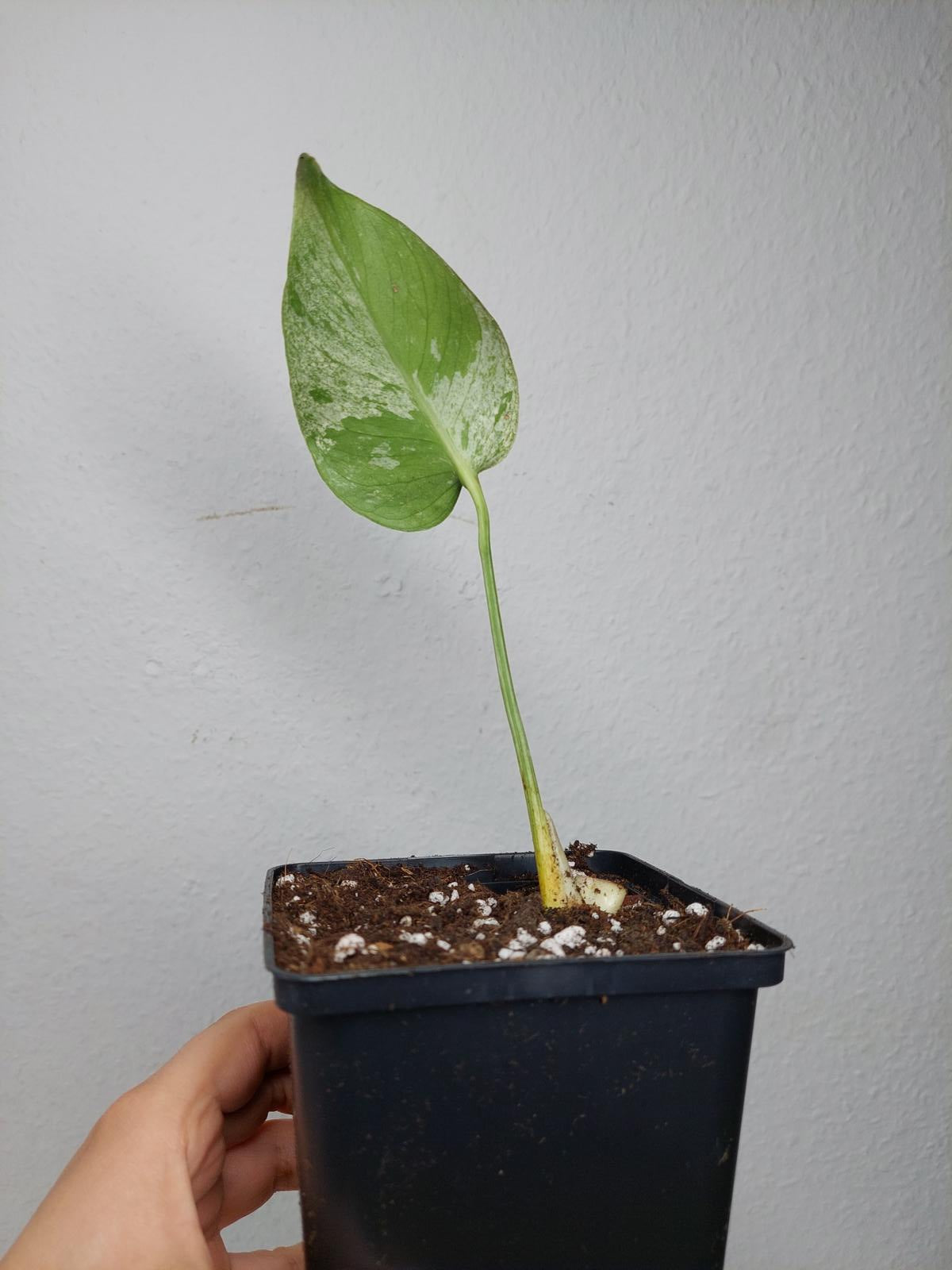 Monstera Jungle Mint Stecklinge