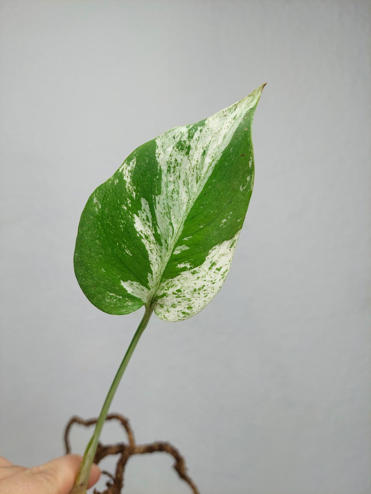 Monstera Jungle Mint Stecklinge