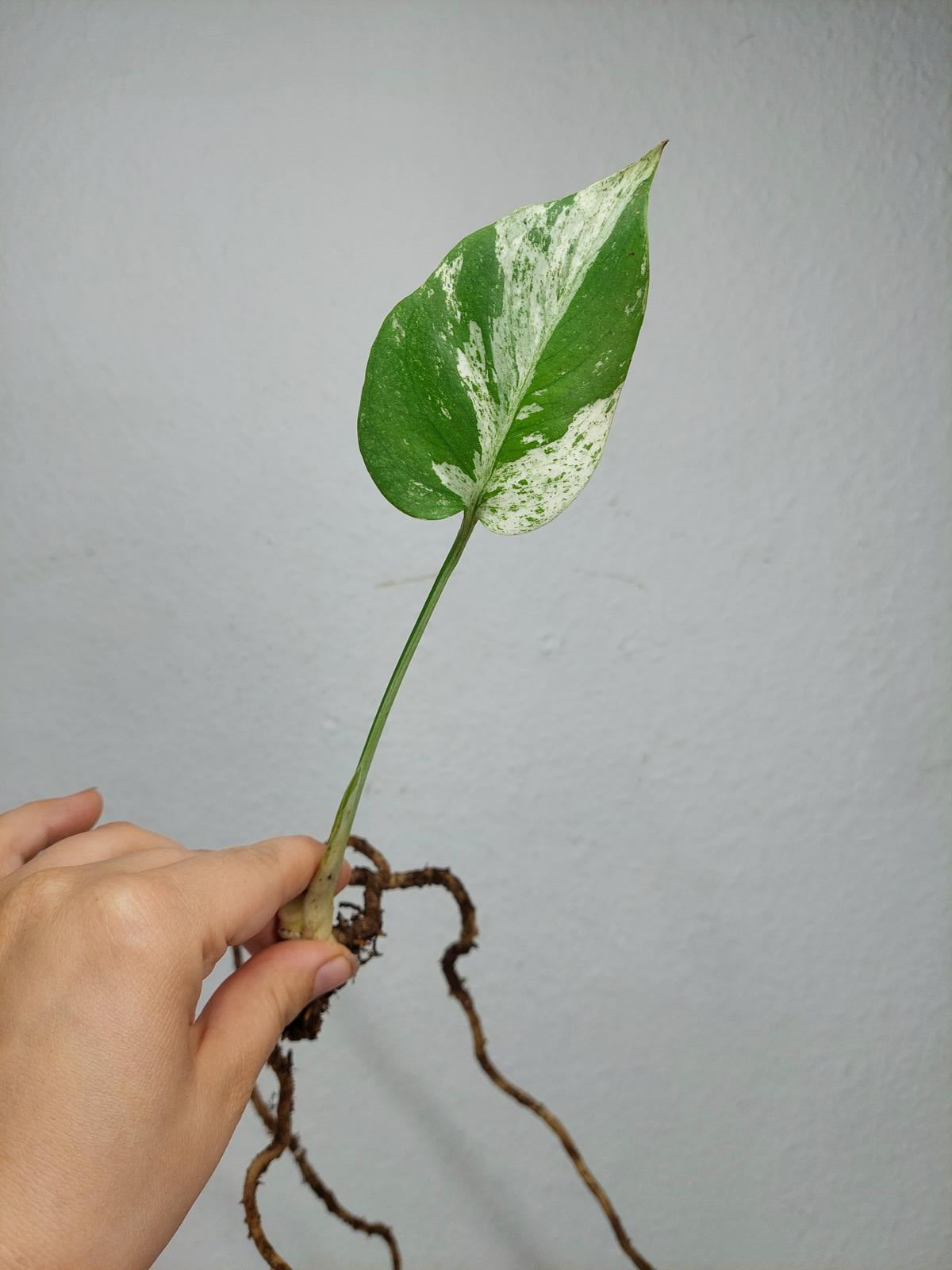 Monstera Jungle Mint Stecklinge