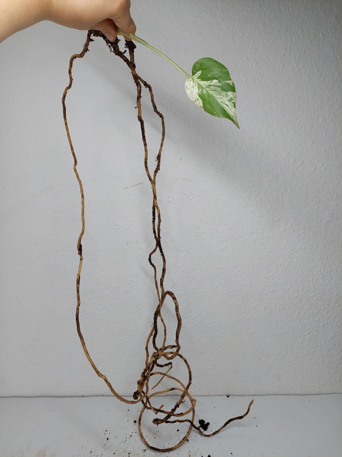 Monstera Jungle Mint Stecklinge