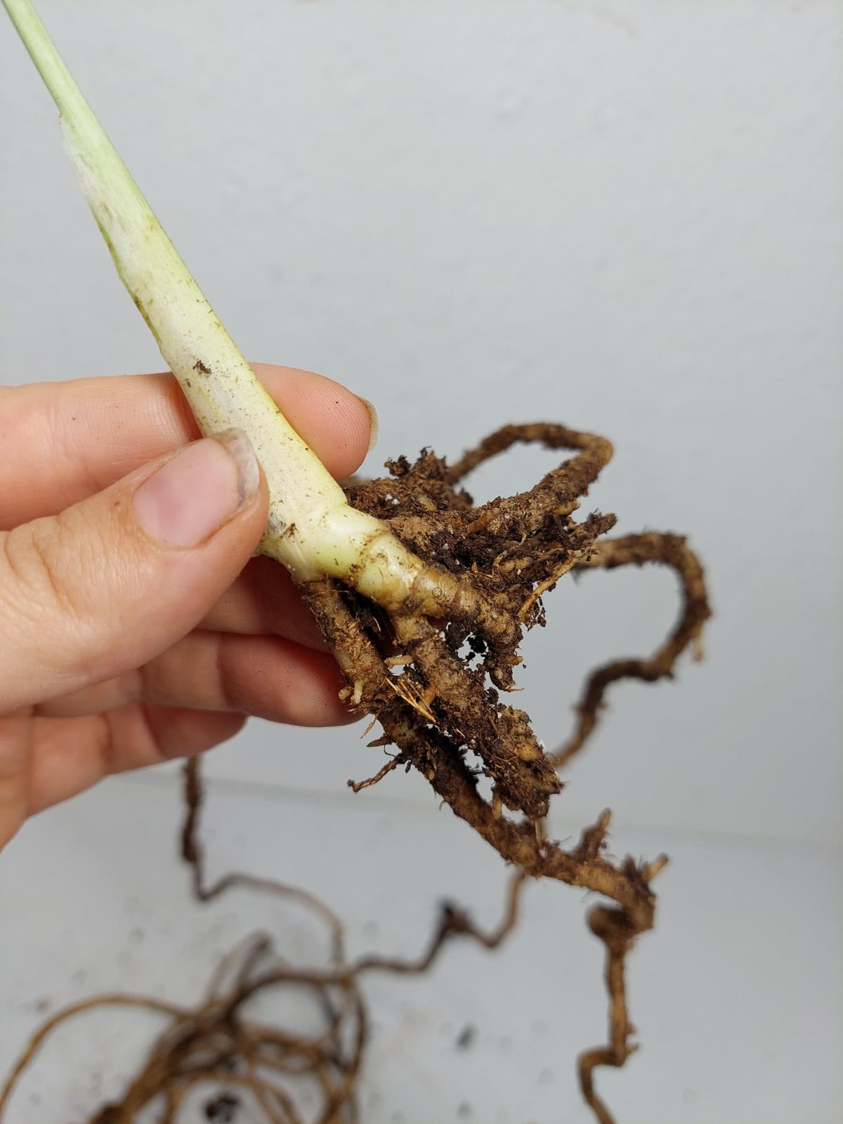 Monstera Jungle Mint Stecklinge