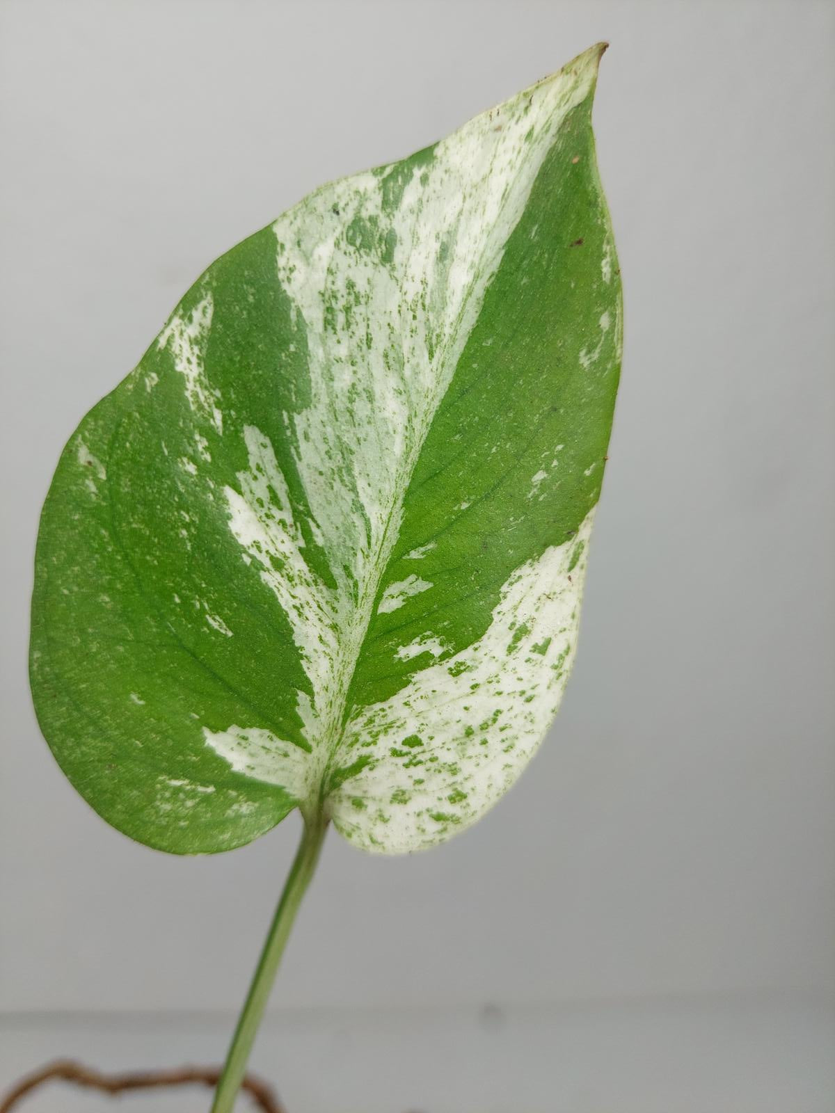 Monstera Jungle Mint Stecklinge