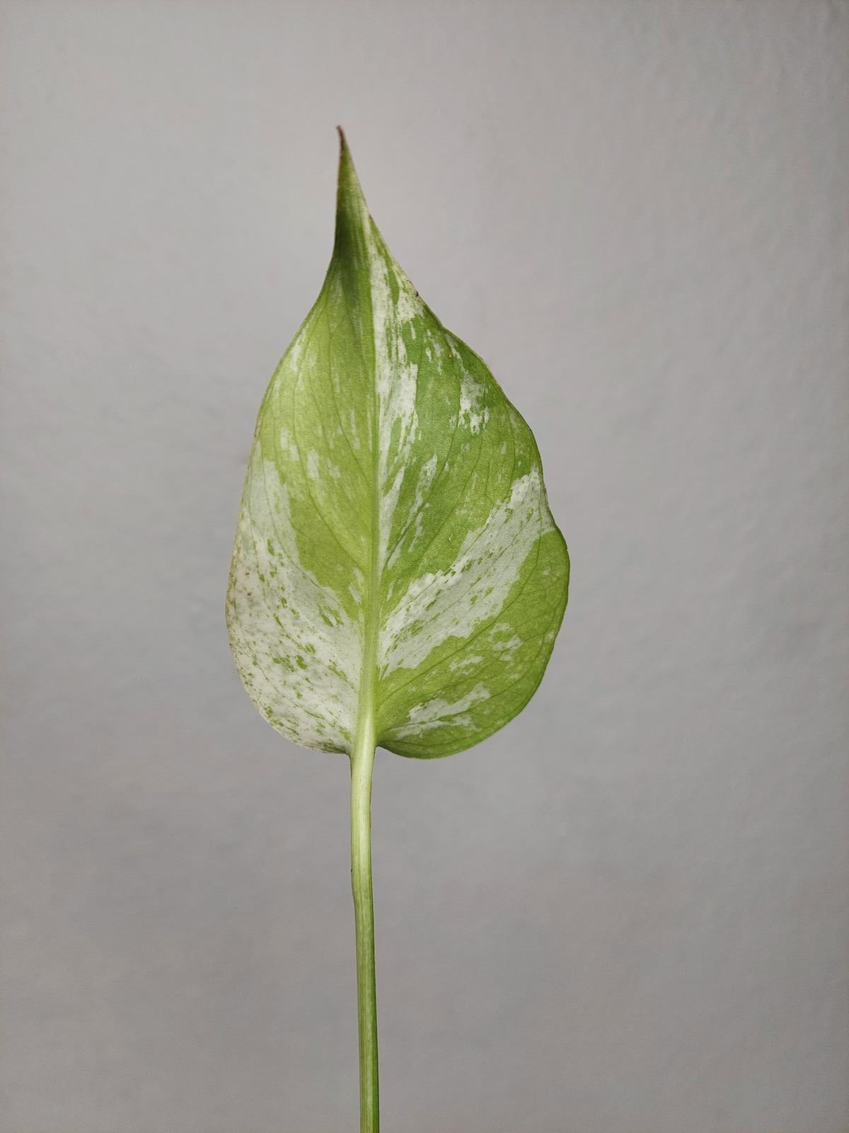 Monstera Jungle Mint Stecklinge