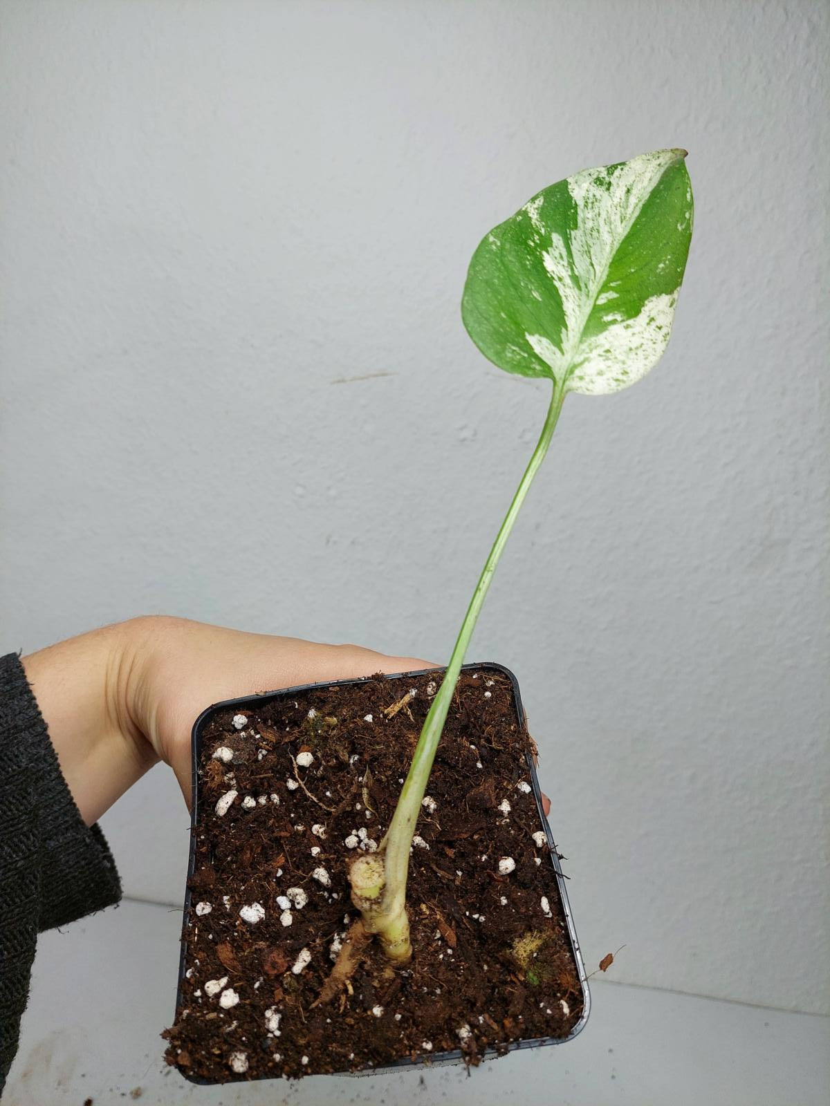 Monstera Jungle Mint Stecklinge