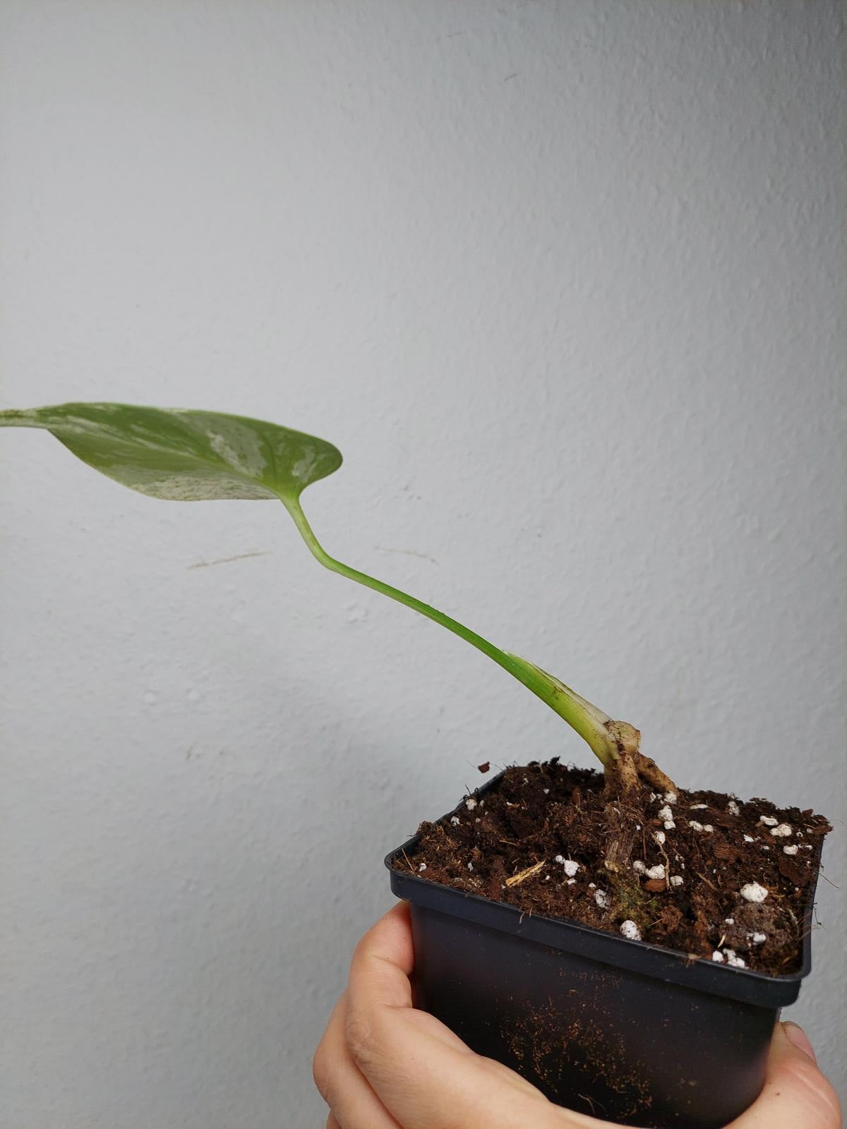 Monstera Jungle Mint Stecklinge
