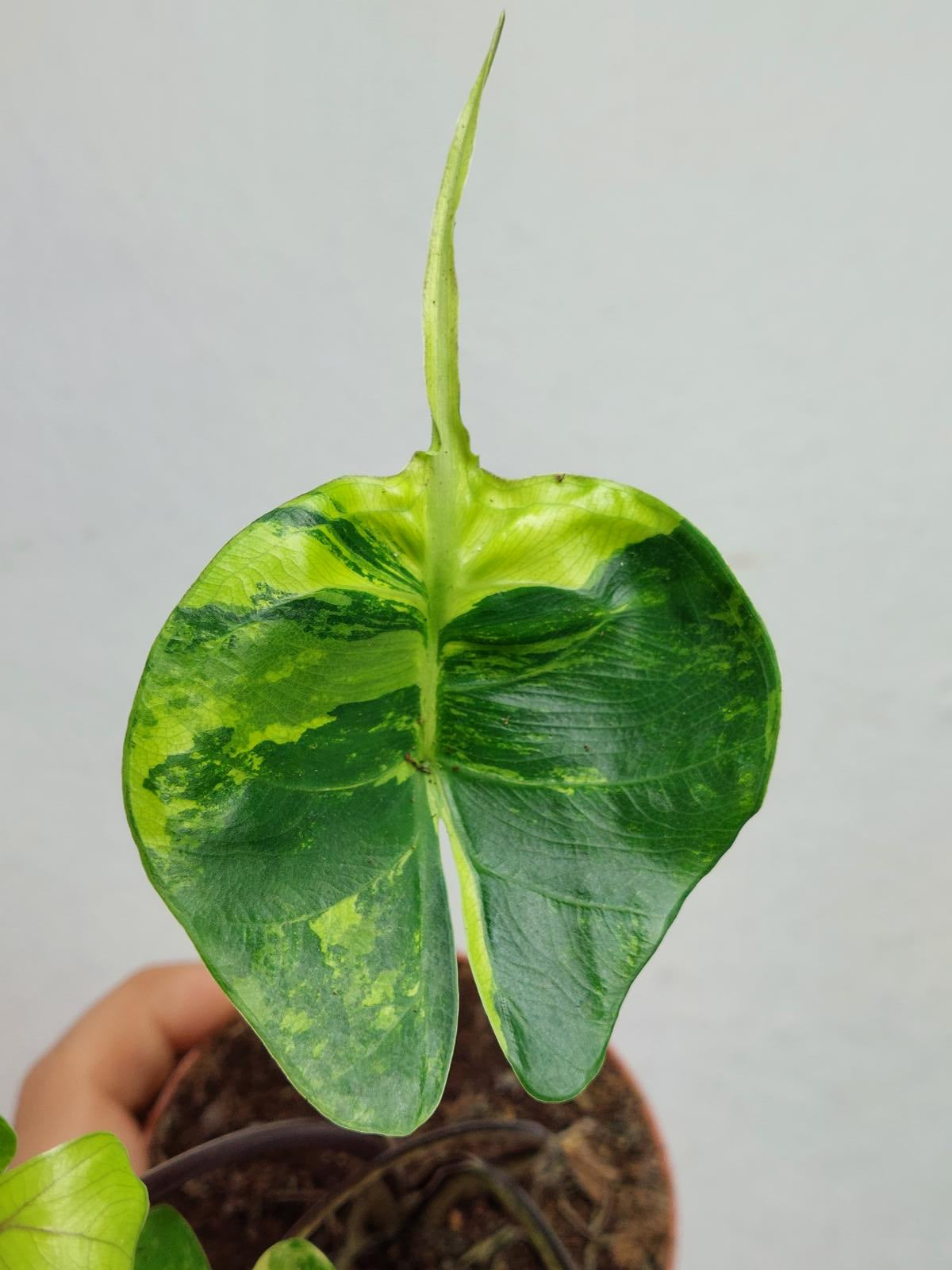 Alocasia Stingray Aurea