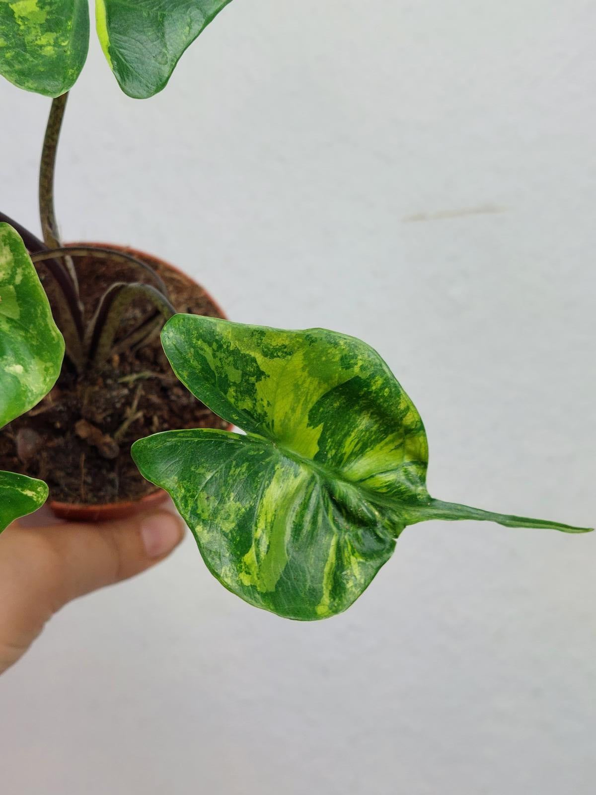 Alocasia Stingray Aurea