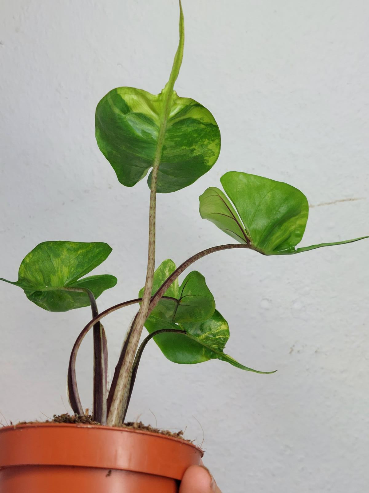 Alocasia Stingray Aurea