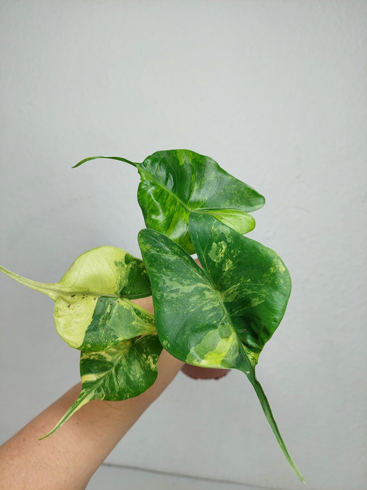 Alocasia Stingray Aurea