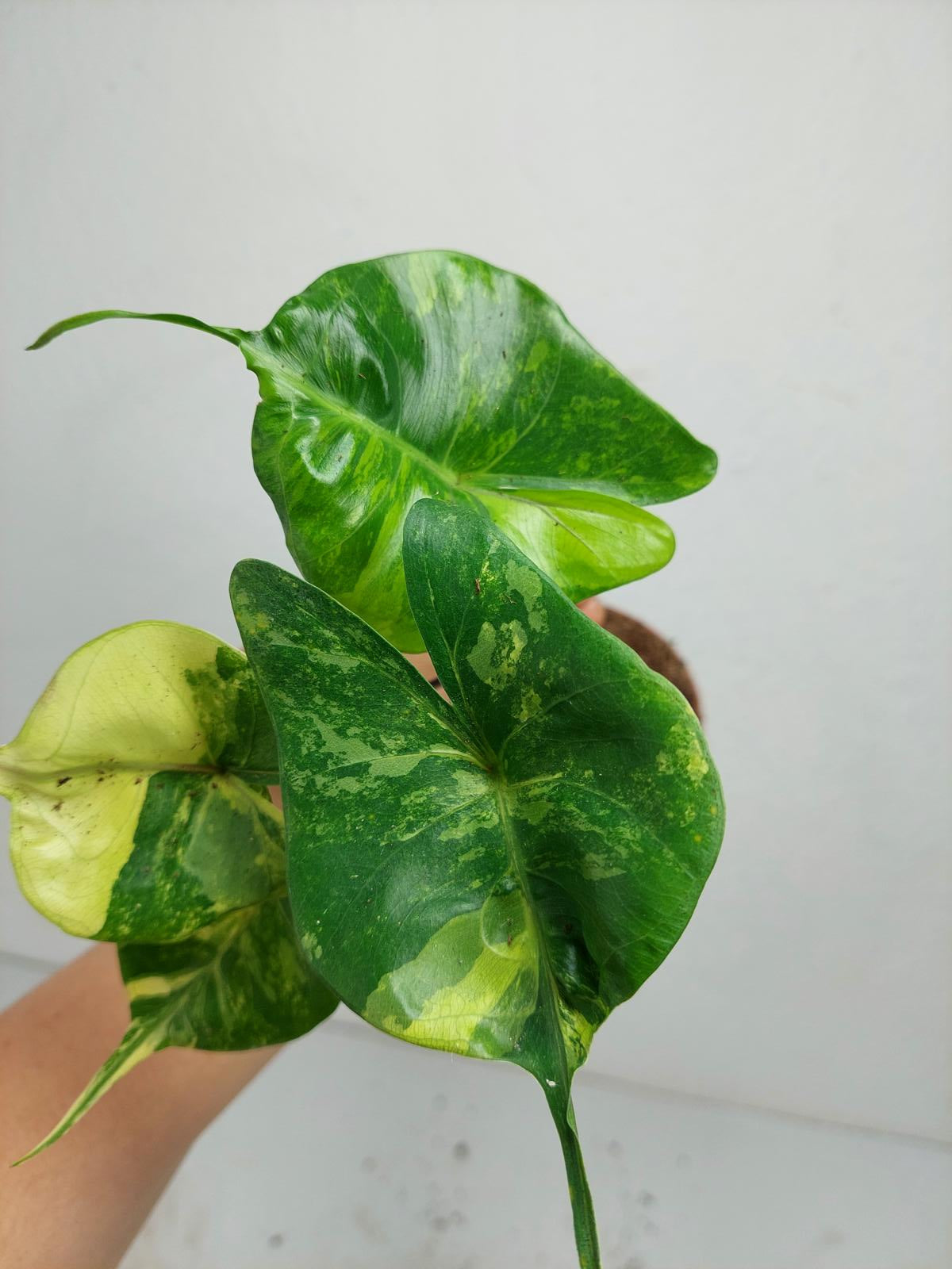 Alocasia Stingray Aurea