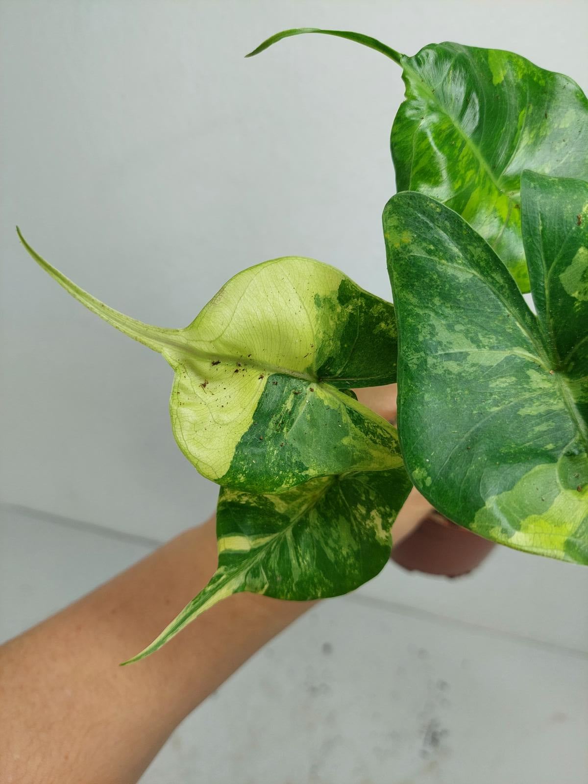 Alocasia Stingray Aurea