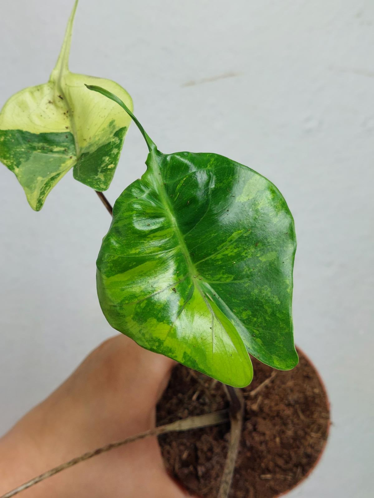 Alocasia Stingray Aurea