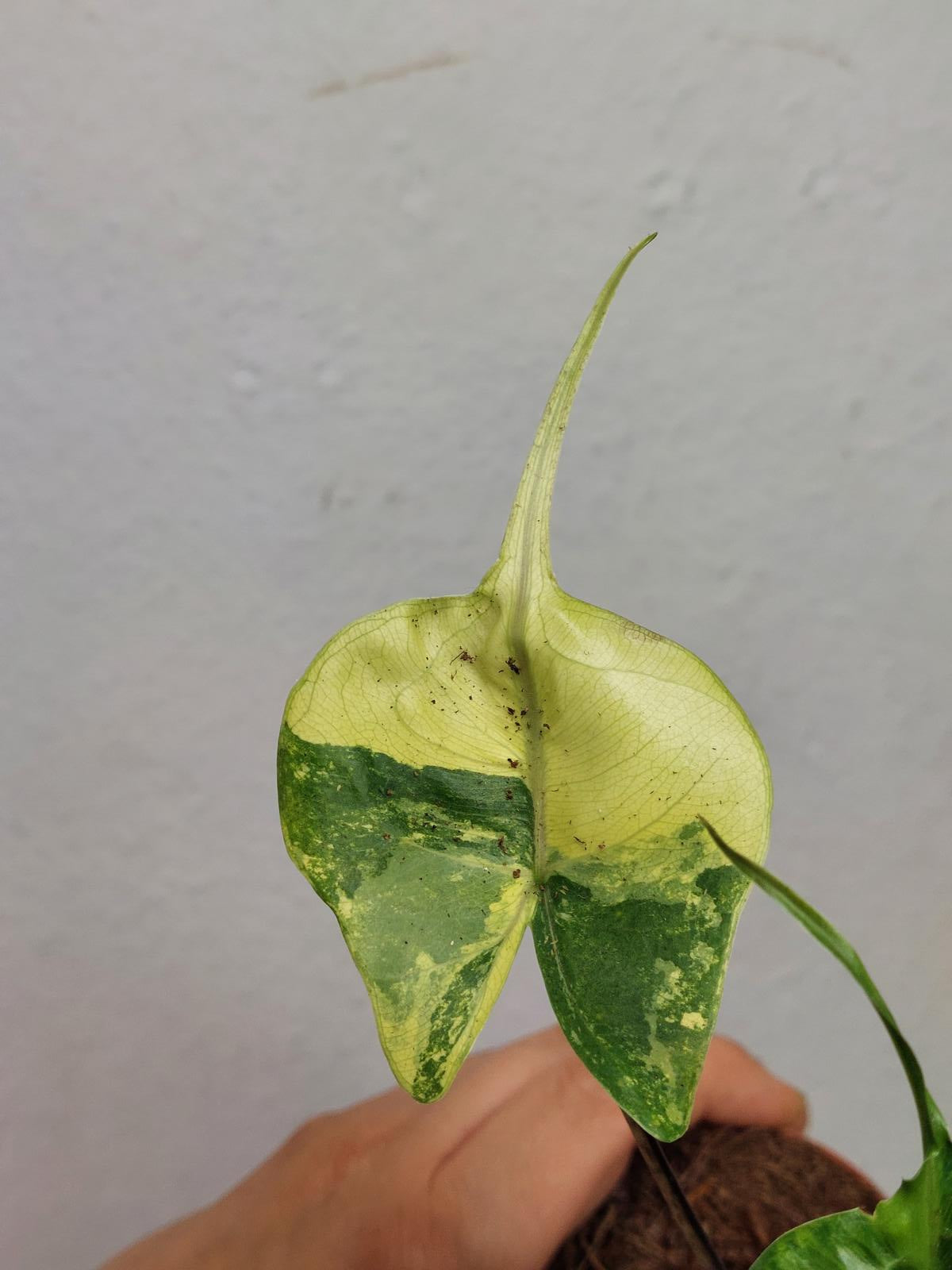 Alocasia Stingray Aurea