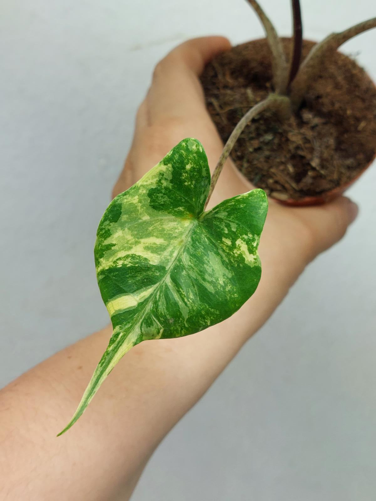Alocasia Stingray Aurea