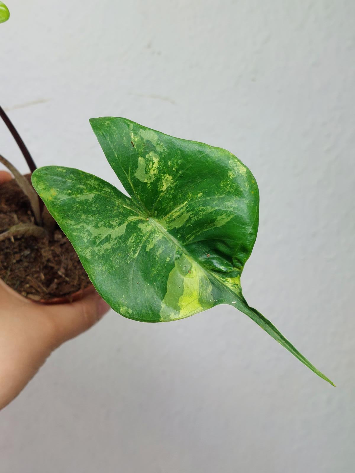 Alocasia Stingray Aurea