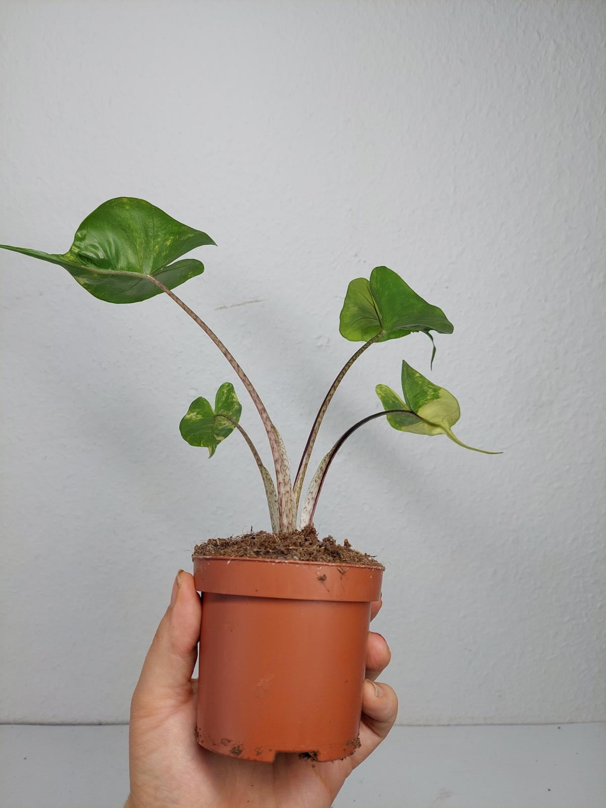 Alocasia Stingray Aurea