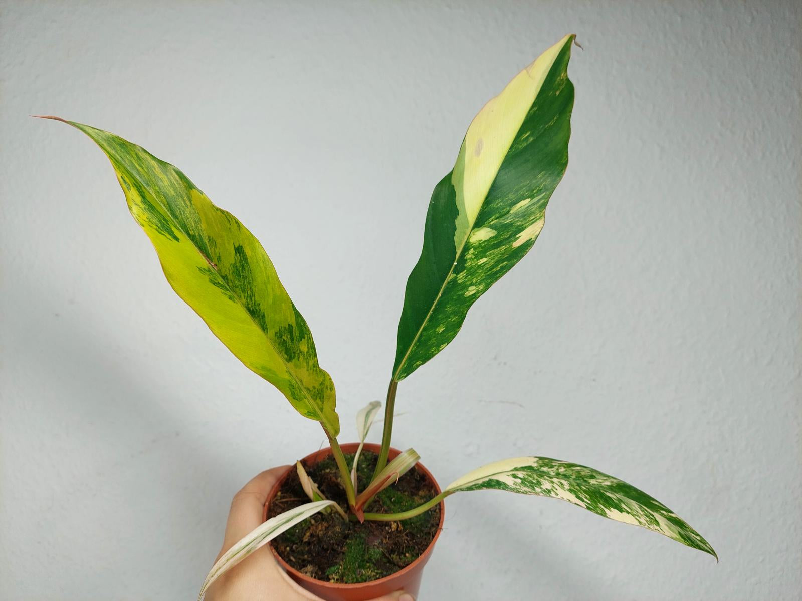 Philodendron Caramel Marble Variegata