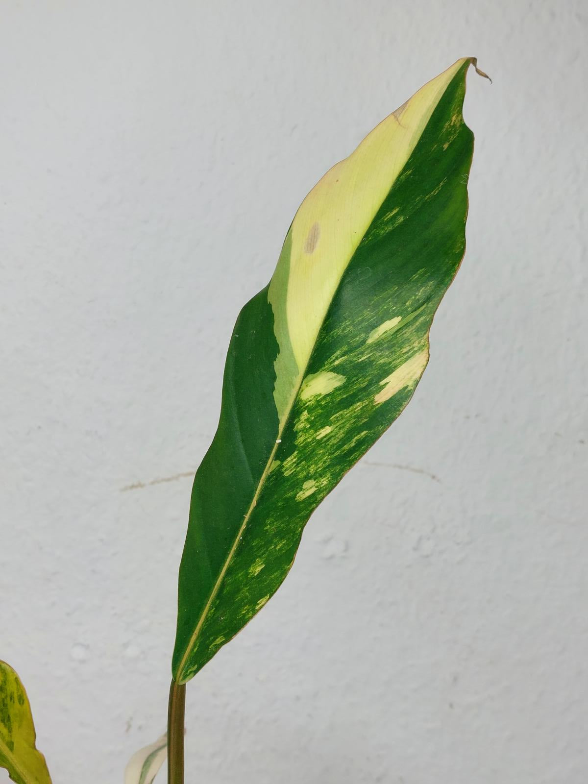 Philodendron Caramel Marble Variegata