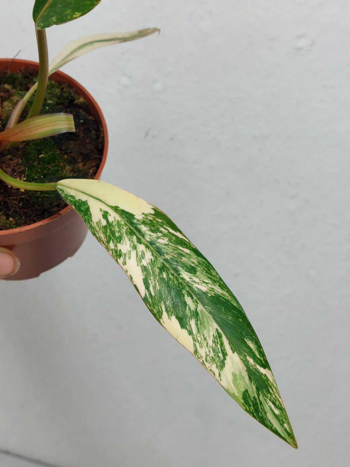 Philodendron Caramel Marble Variegata