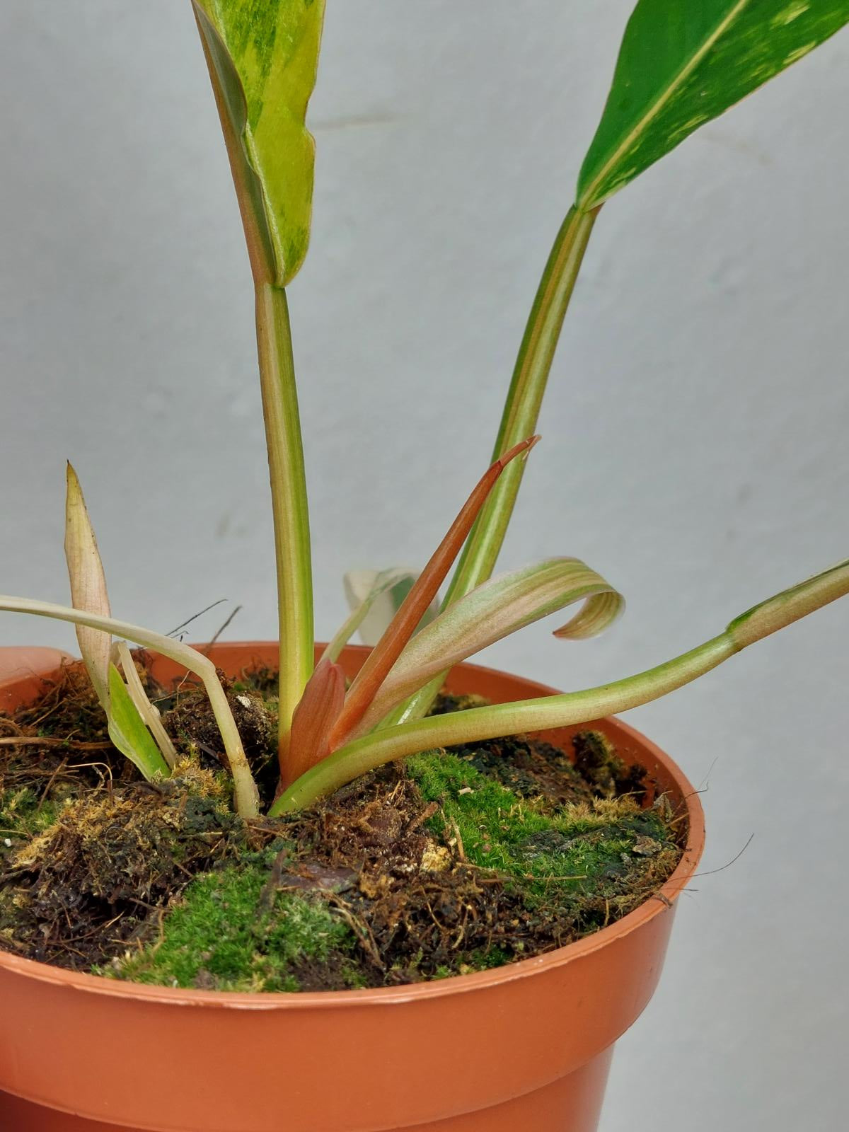 Philodendron Caramel Marble Variegata