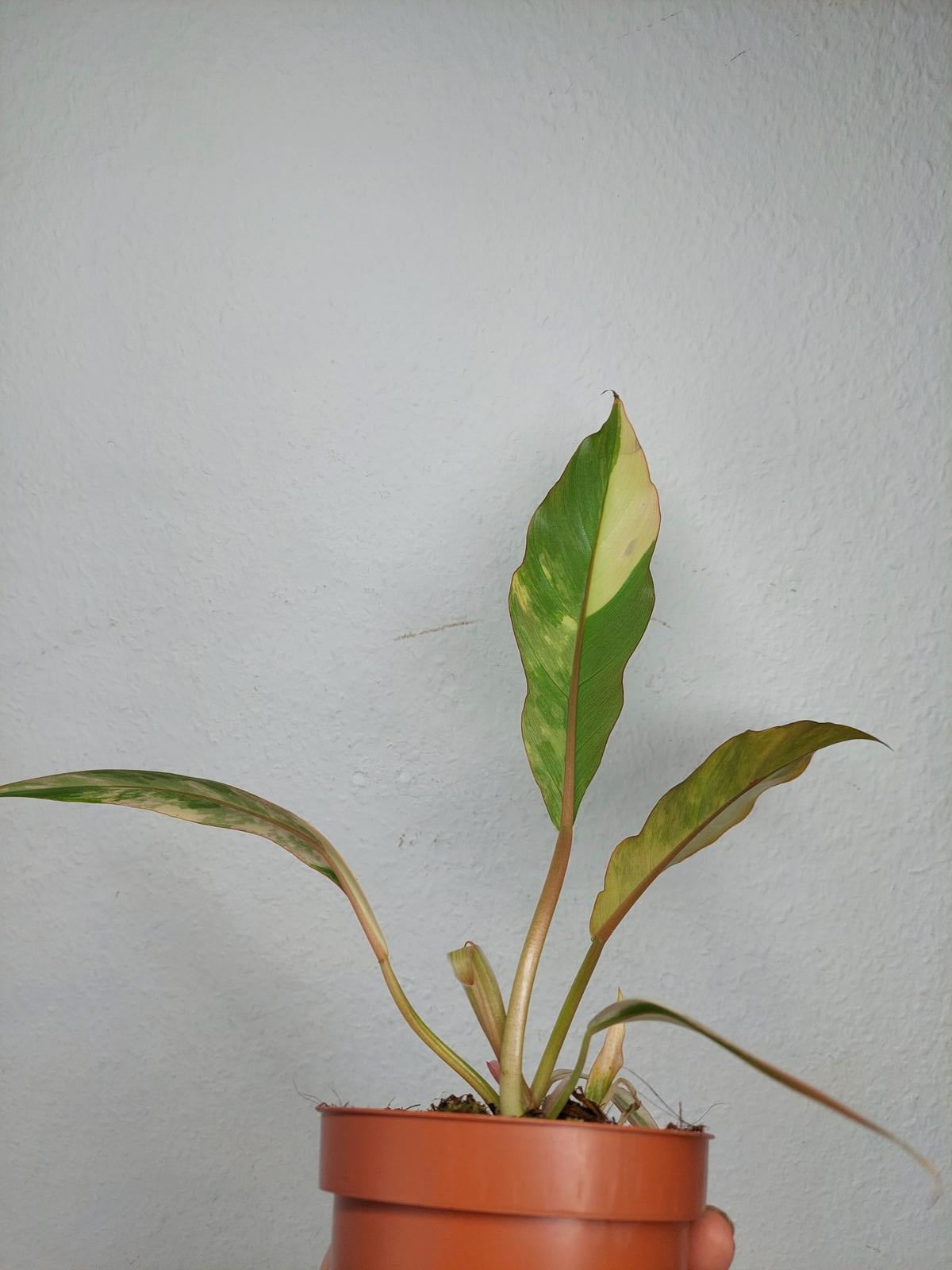 Philodendron Caramel Marble Variegata