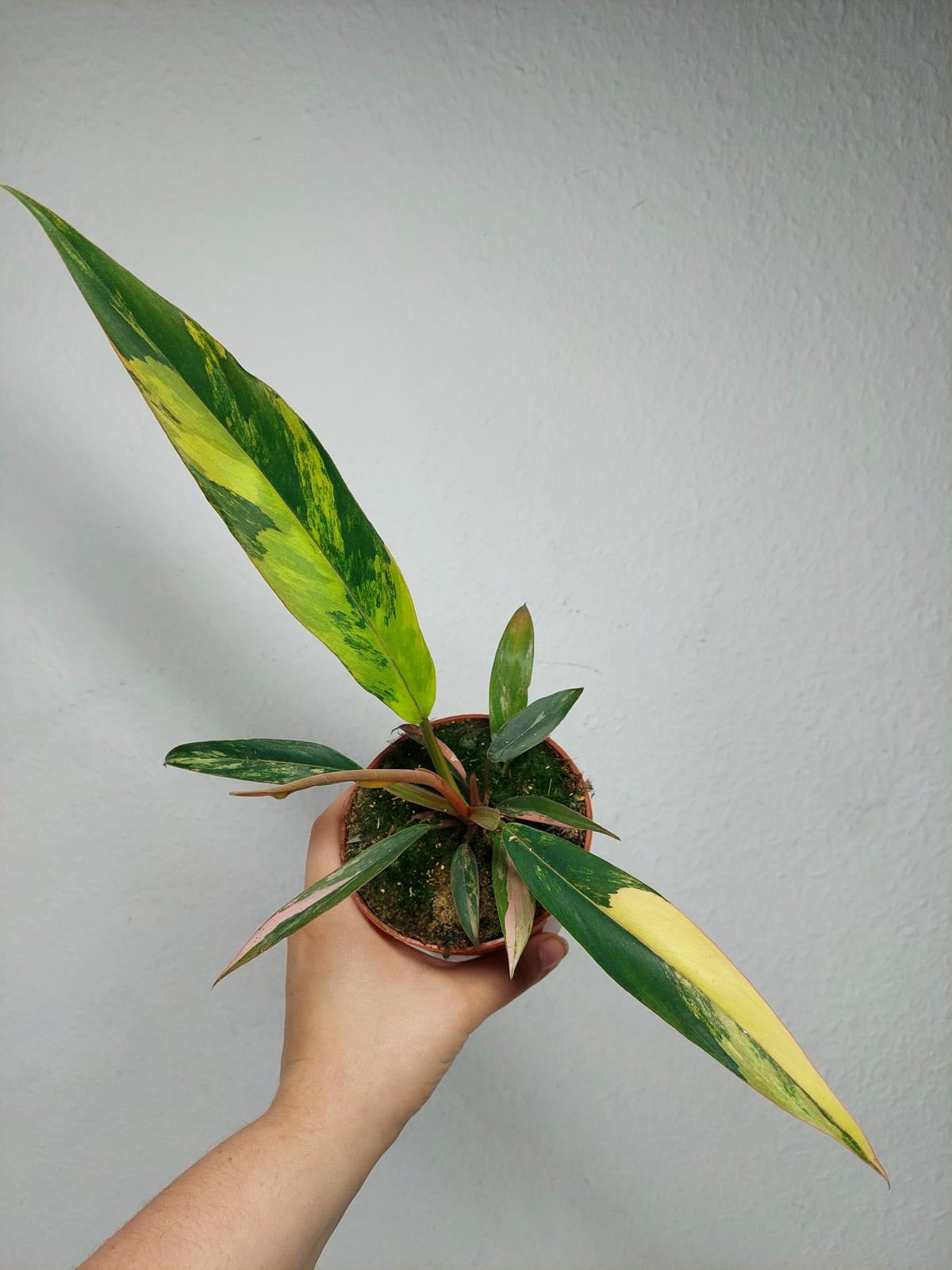 Philodendron Caramel Marble Variegata