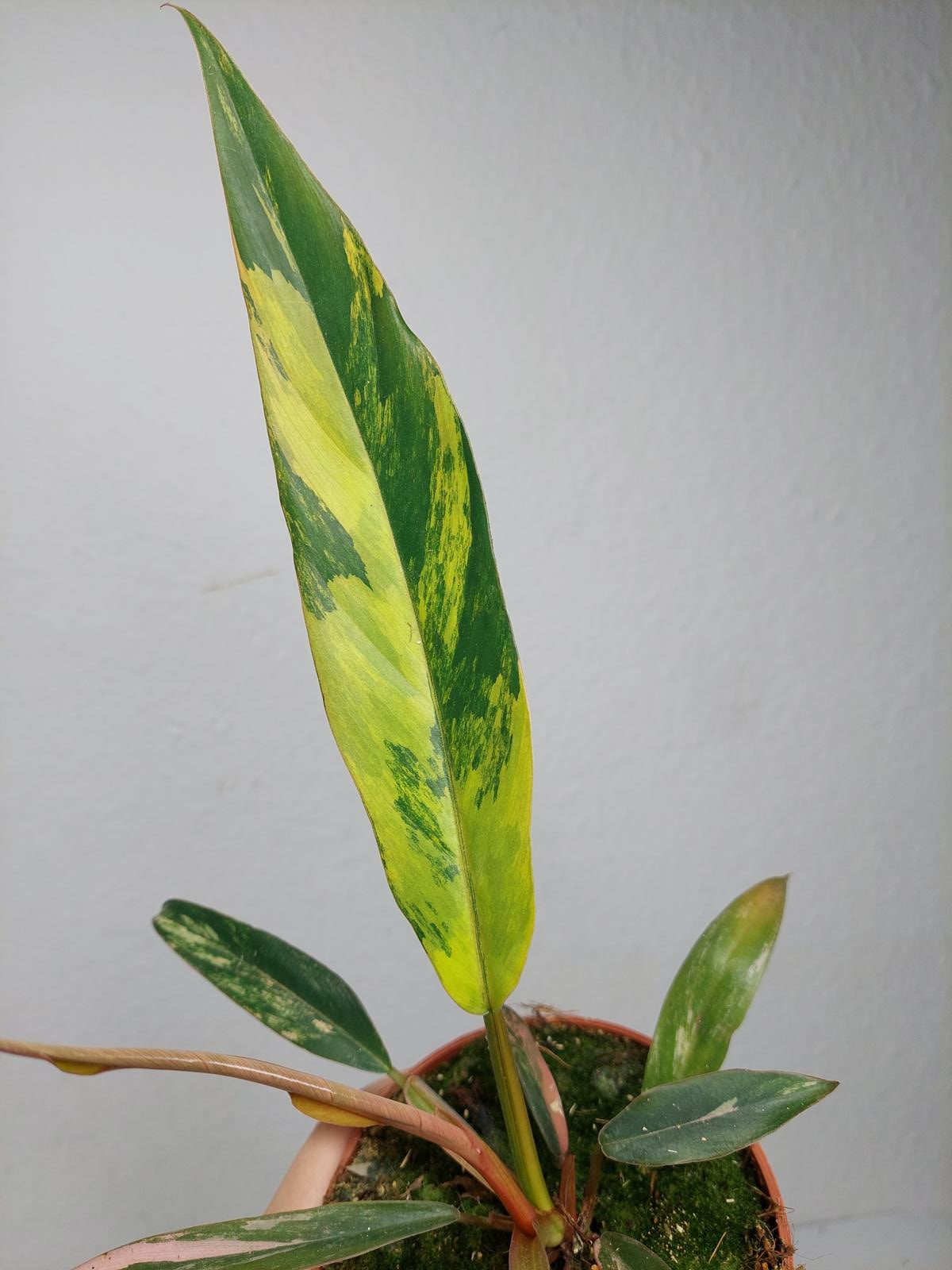 Philodendron Caramel Marble Variegata