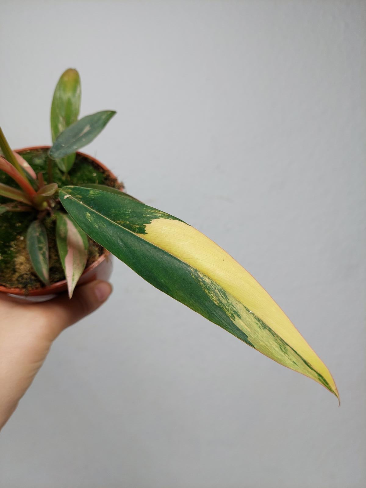 Philodendron Caramel Marble Variegata