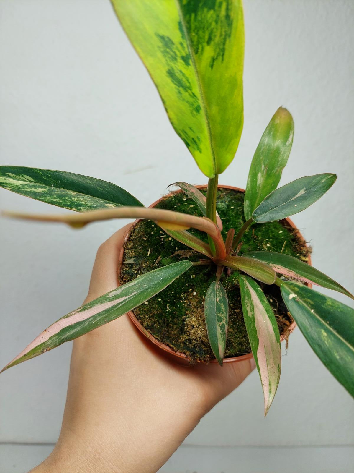Philodendron Caramel Marble Variegata
