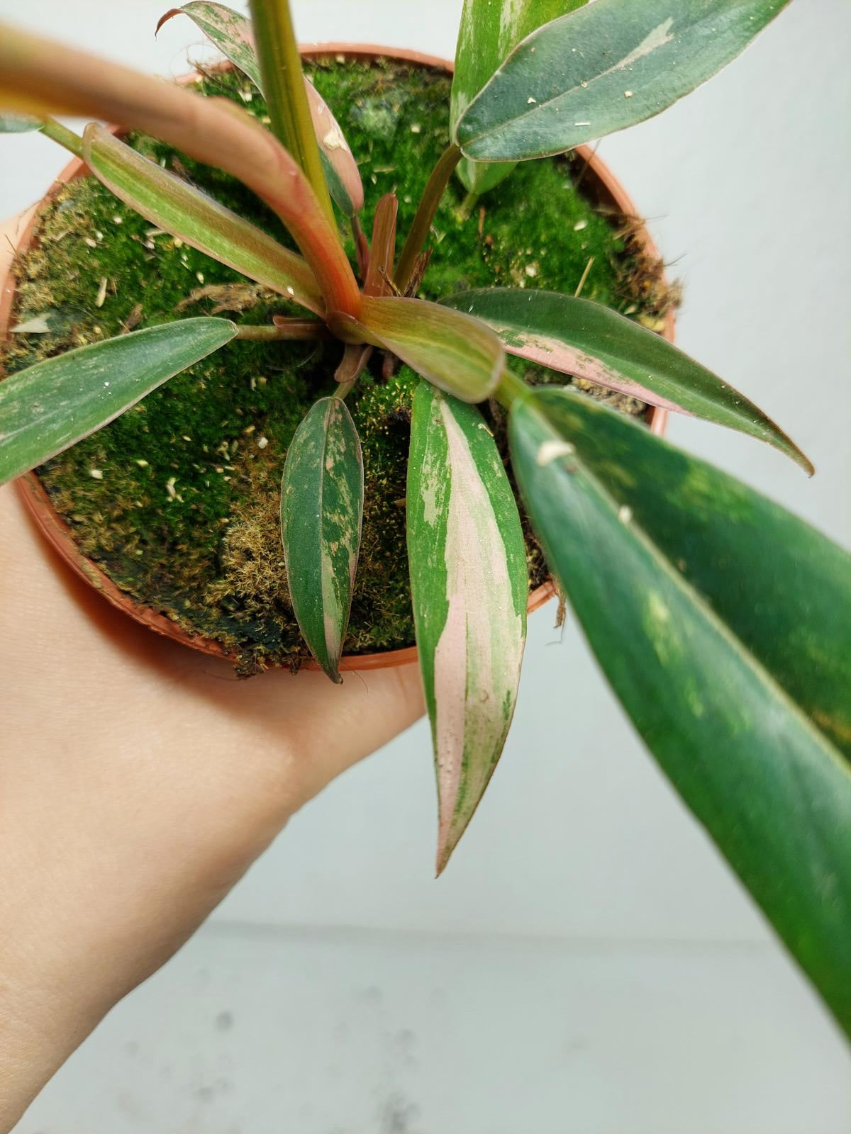 Philodendron Caramel Marble Variegata