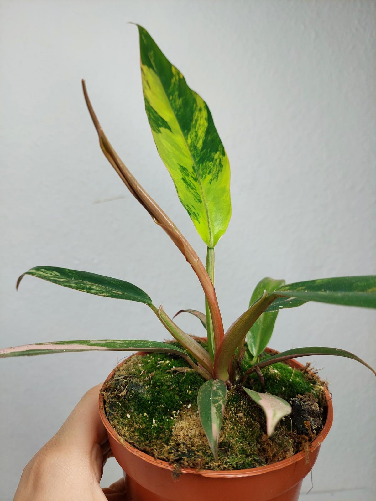 Philodendron Caramel Marble Variegata