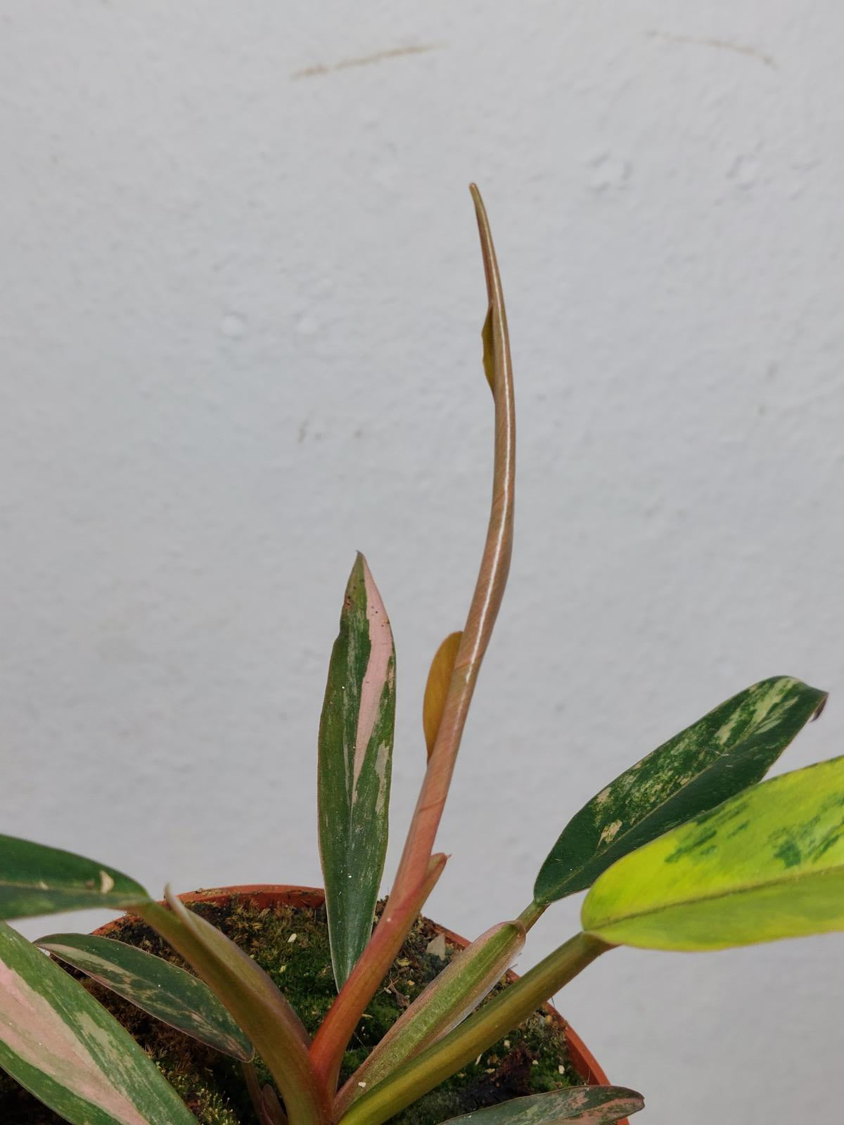Philodendron Caramel Marble Variegata