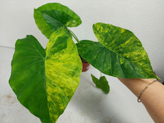 Alocasia Gageana Aurea Variegata