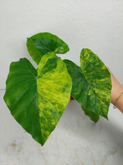 Alocasia Gageana Aurea Variegata