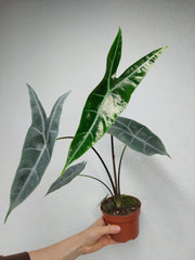 Alocasia Longiloba Silver