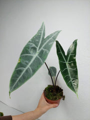 Alocasia Longiloba Silver