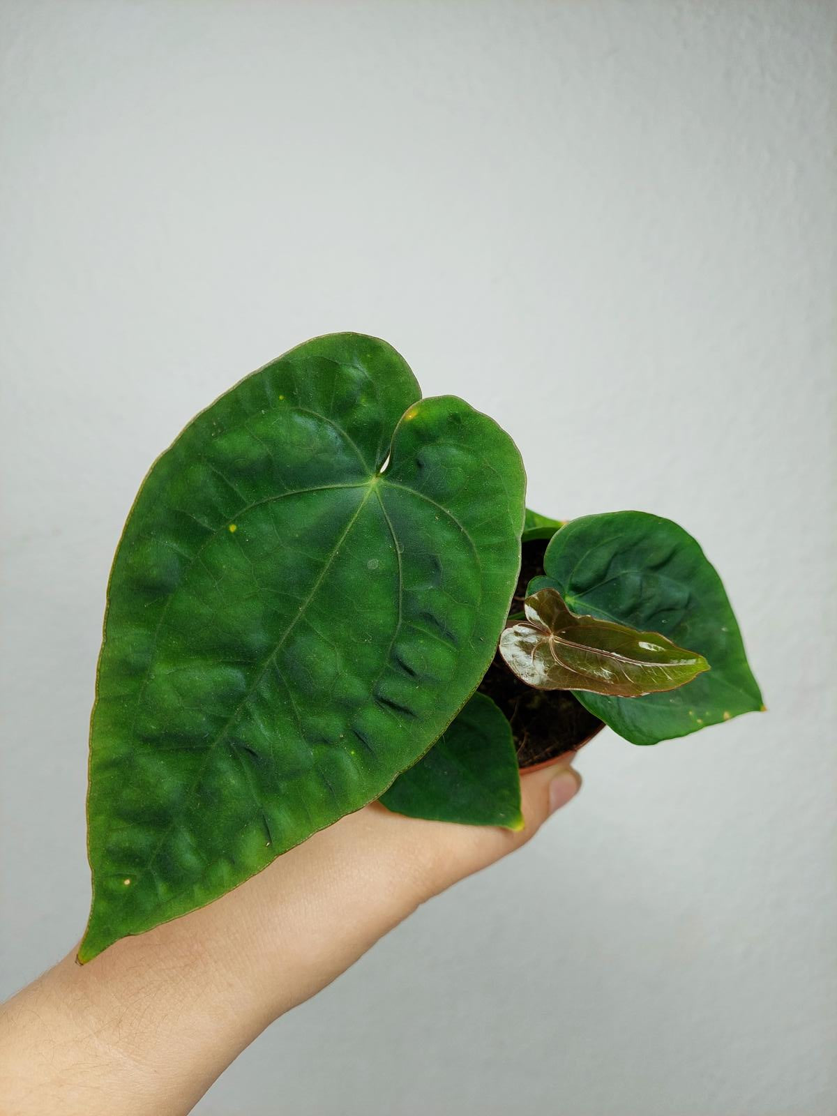 Anthurium Dressleri Pure