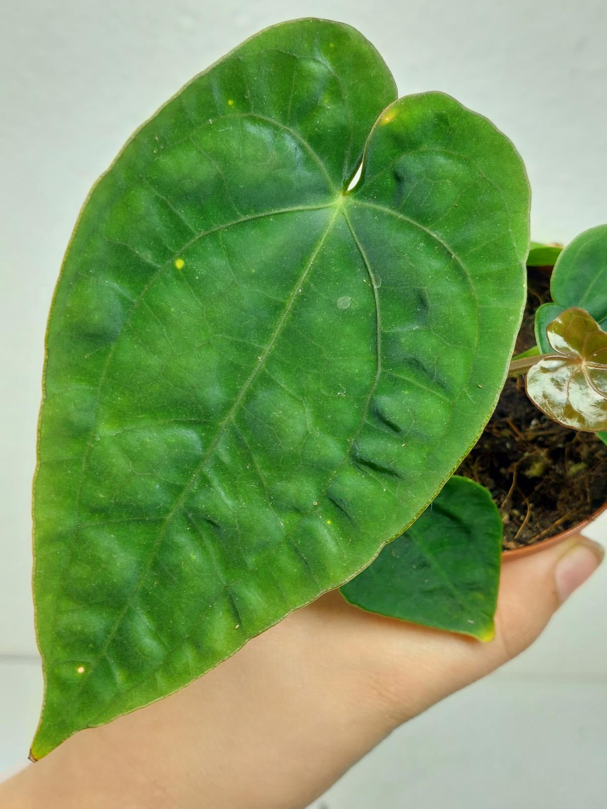Anthurium Dressleri Pure