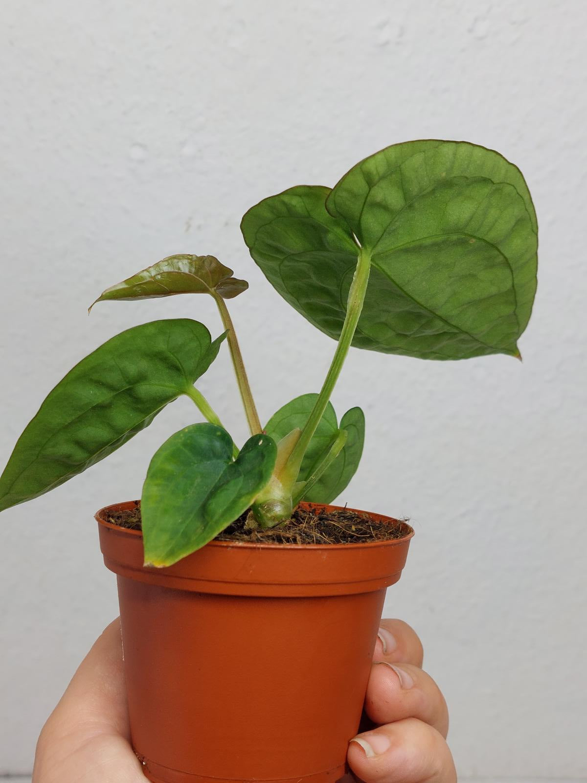 Anthurium Dressleri Pure